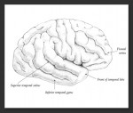 Pencil drawing of the lateral view of the brain