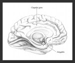 Pencil drawing of the brain