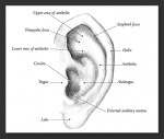 Pencil illustration of the ear
