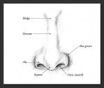Pencil illustration of the nose